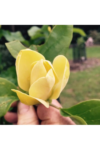 Жовта келихоподібна квітка магнолії Yellow Lantern